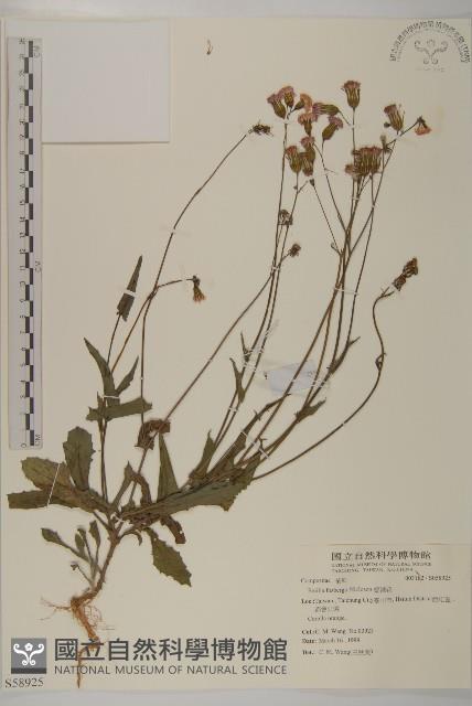 纓絨花藏品圖，第1張