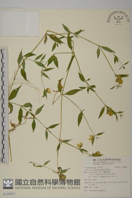 狗筋蔓藏品圖，第1張