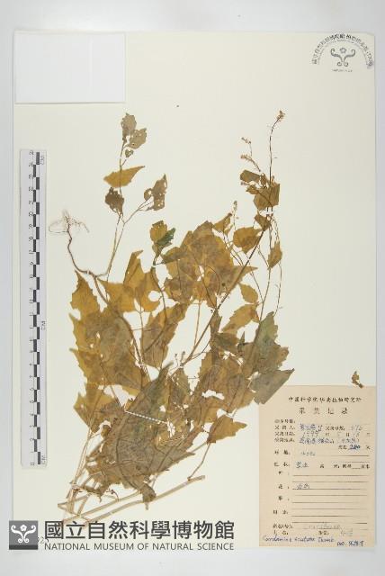 登錄號:S078925藏品圖，第1張