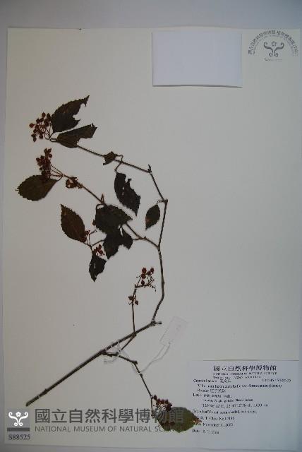 紅子莢迷藏品圖，第1張