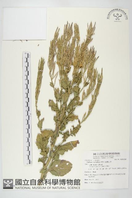 山芥菜藏品圖，第1張