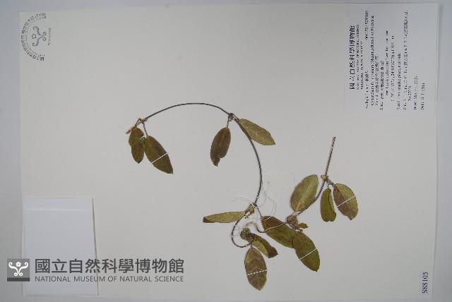 臺灣牛皮消、臺灣白薇藏品圖，第1張