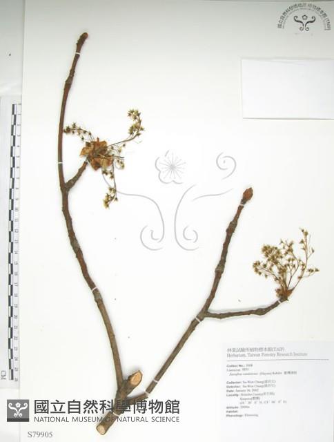 臺灣擦樹藏品圖，第1張