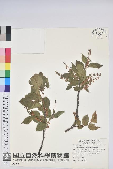 南燭藏品圖，第1張