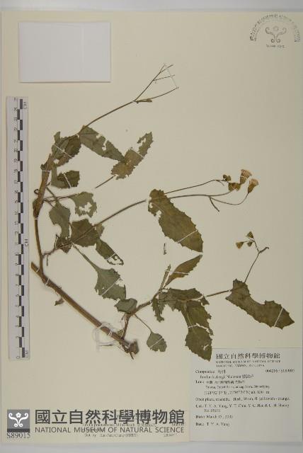 粉黃纓絨花藏品圖，第1張