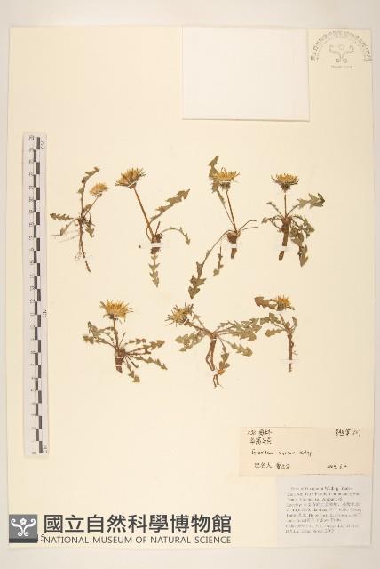 華蒲公英藏品圖，第1張