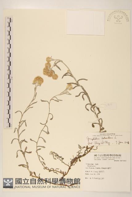 絲綿草藏品圖，第1張