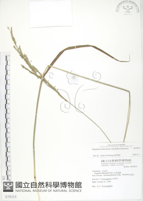 吳氏雀稗藏品圖，第1張