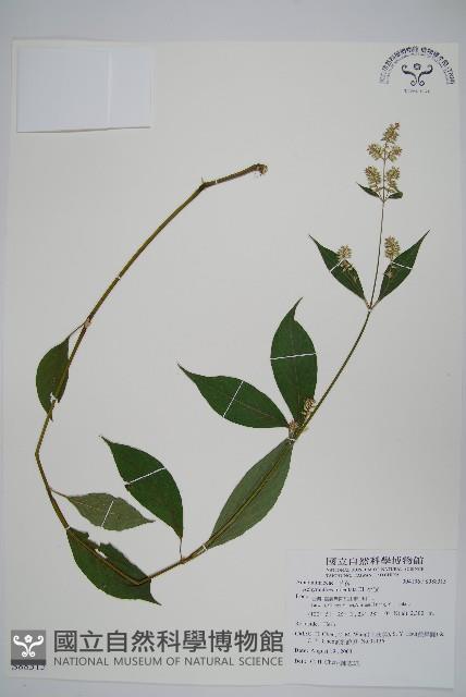 牛膝藏品圖，第1張