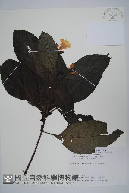 馬藍藏品圖，第1張