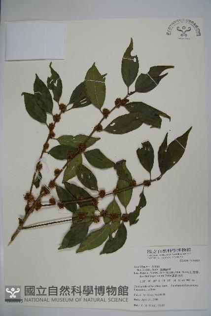 臺灣糊樗藏品圖，第1張