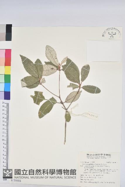 裡白巴豆藏品圖，第1張