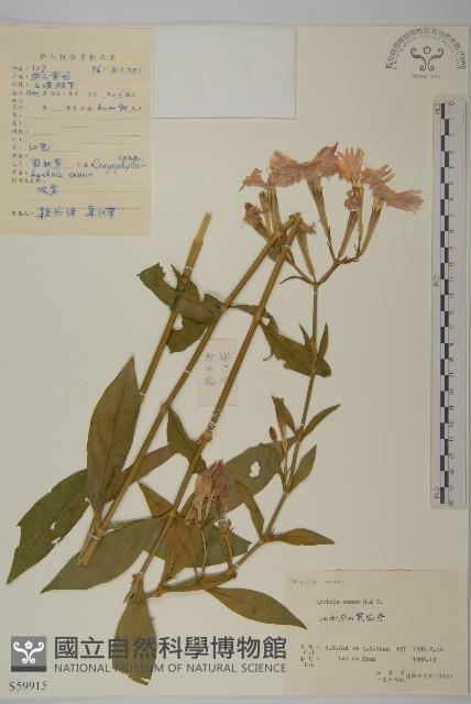 剪秋羅、剪秋紗、漢宮秋藏品圖，第1張