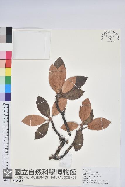 黃杯杜鵑藏品圖，第1張