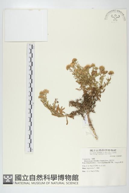 狗娃花藏品圖，第1張