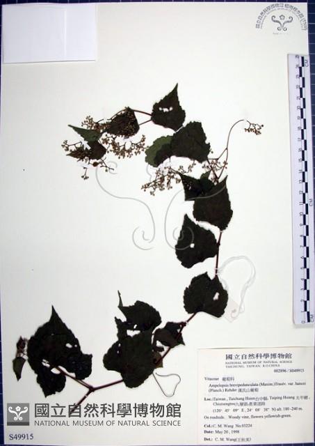 漢氏山葡萄藏品圖，第1張