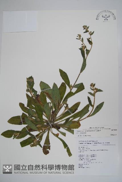 盾果草藏品圖，第1張