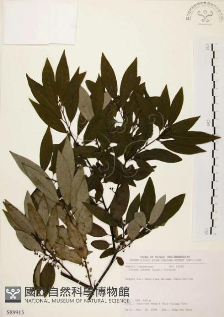 山胡椒藏品圖，第1張