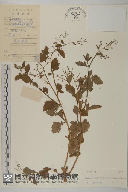 魚眼菊藏品圖，第1張