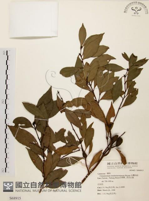 山肉桂、台灣肉桂藏品圖，第1張