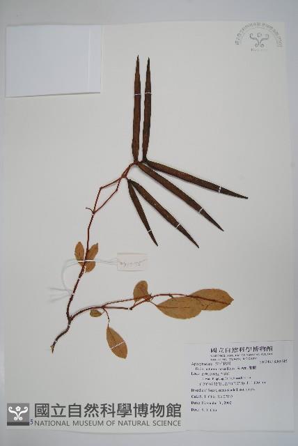 酸藤藏品圖，第1張