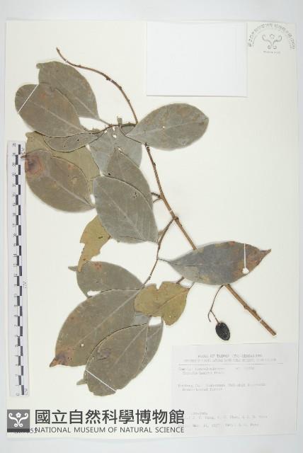 亨利氏伊立基藤藏品圖，第1張