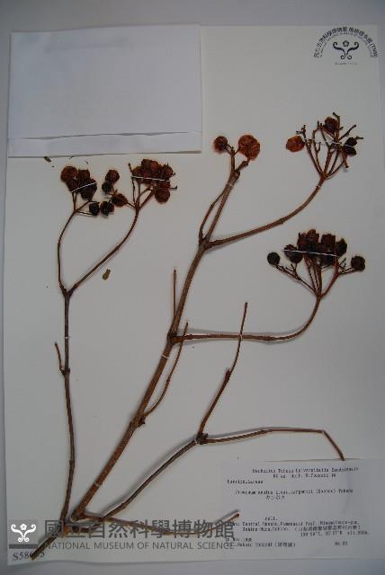 登錄號:S058655藏品圖，第1張