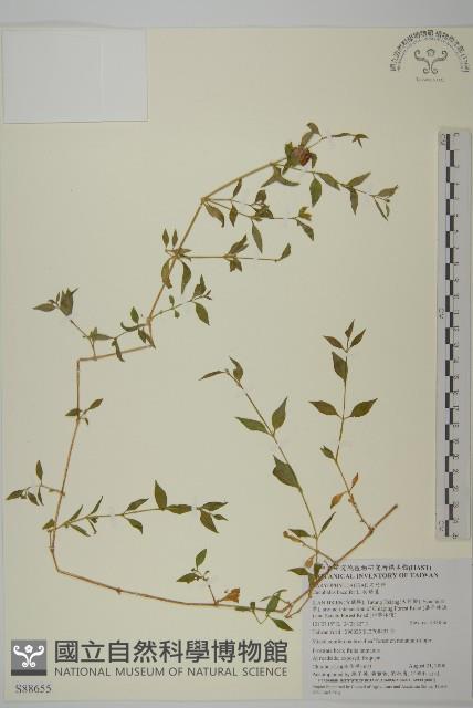 狗筋蔓藏品圖，第1張