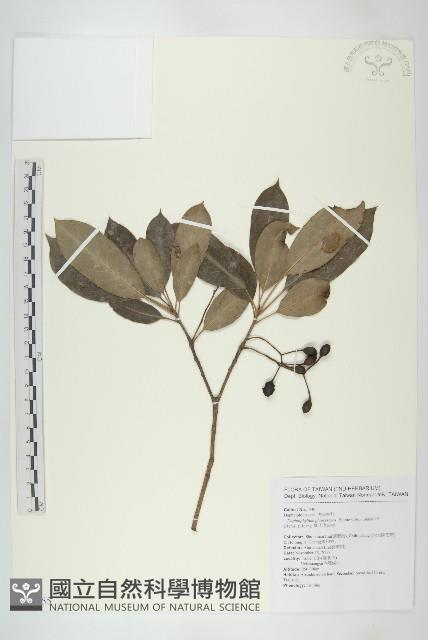 耿氏虎皮楠藏品圖，第1張