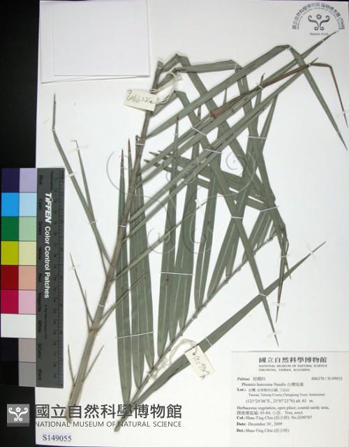 台灣海棗藏品圖，第1張