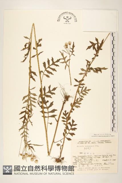 日光黃菀藏品圖，第1張