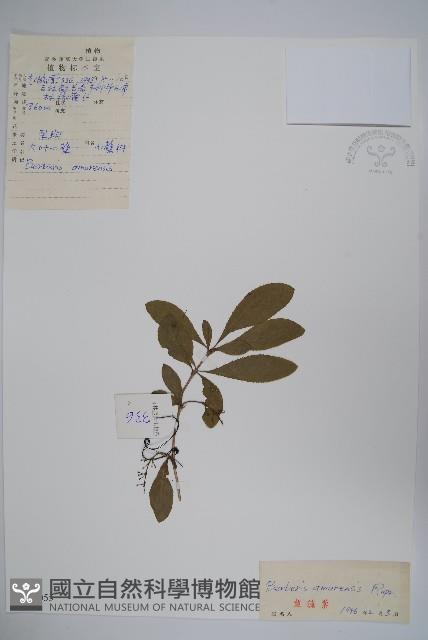 大葉小蘗藏品圖，第1張