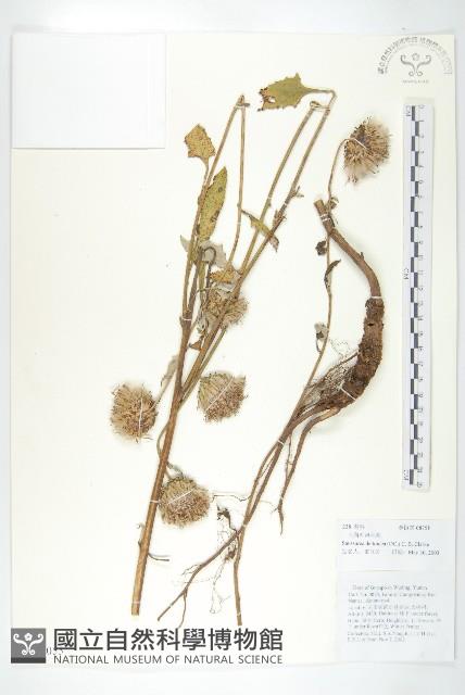 臺灣青木香藏品圖，第1張