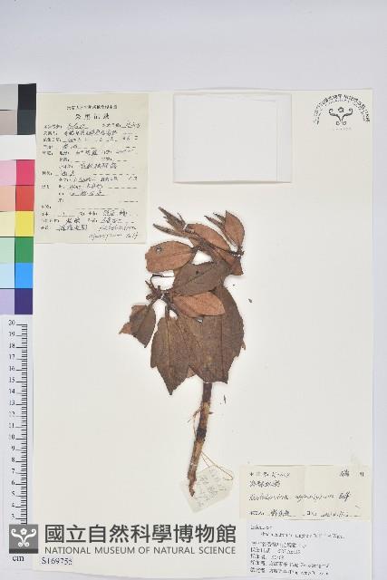 白雪杜鵑藏品圖，第1張