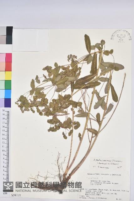 登錄號:S058755藏品圖，第1張