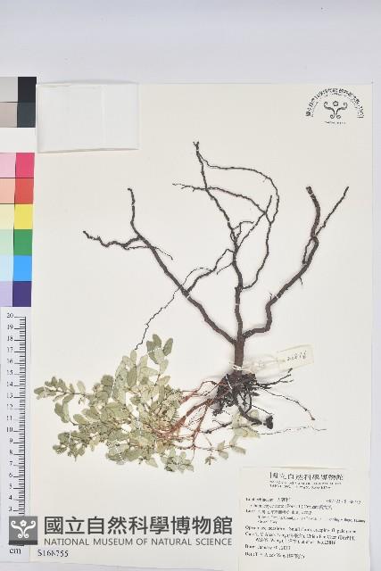 Accession Number:S168755 Collection Image