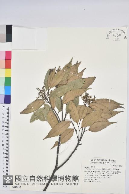 長尾栲、長尾柯、長尾尖葉櫧藏品圖，第1張