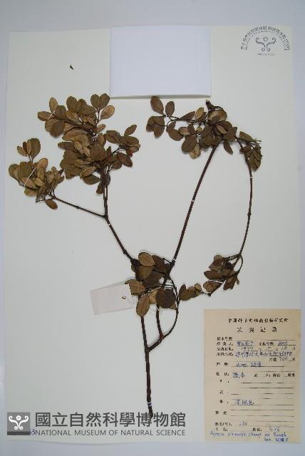 中國念珠藤藏品圖，第1張