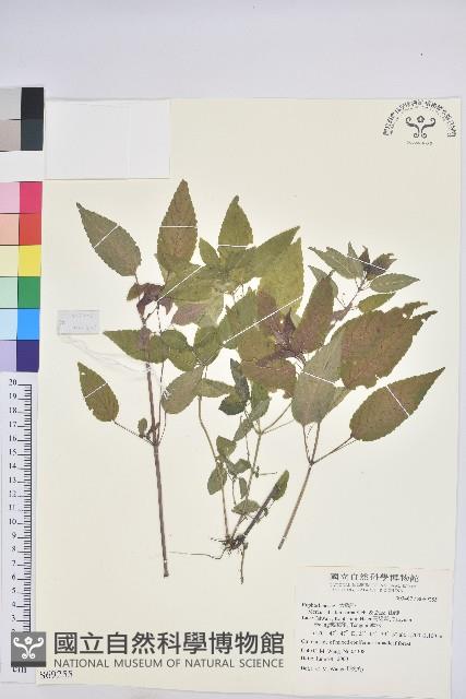 山靛藏品圖，第1張