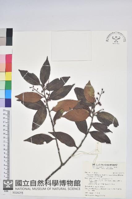 珍珠花、長尾葉越橘藏品圖，第1張