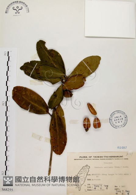 大頭茶藏品圖，第1張