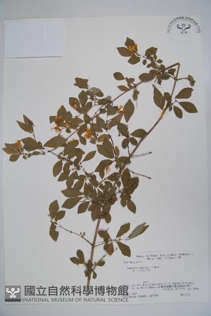 莫羅氏忍冬藏品圖，第1張