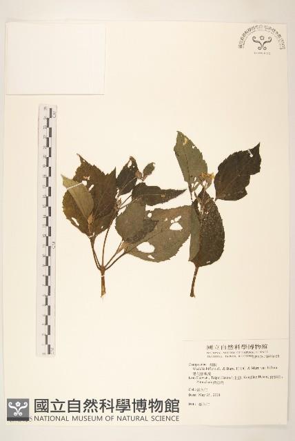 雙花蟛蜞菊藏品圖，第1張