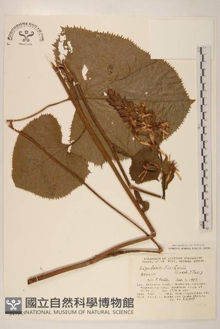 登錄號:S049155藏品圖，第1張