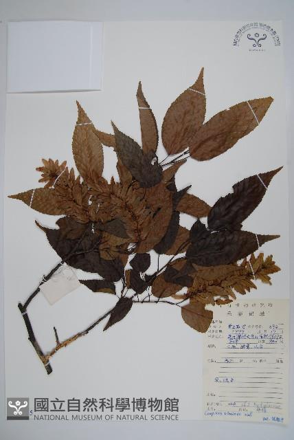 雷公鵝耳櫪藏品圖，第1張