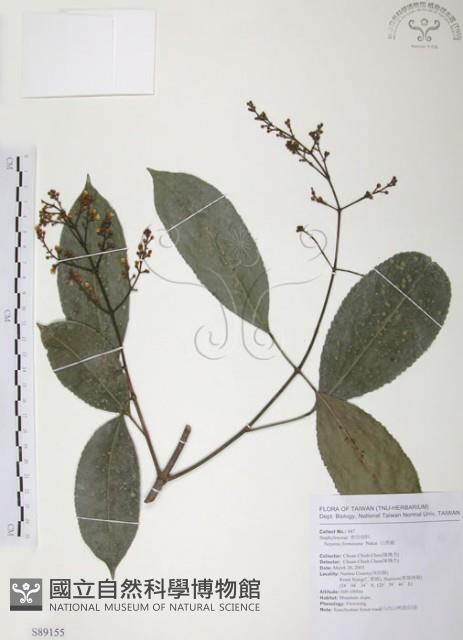 山香圓藏品圖，第1張