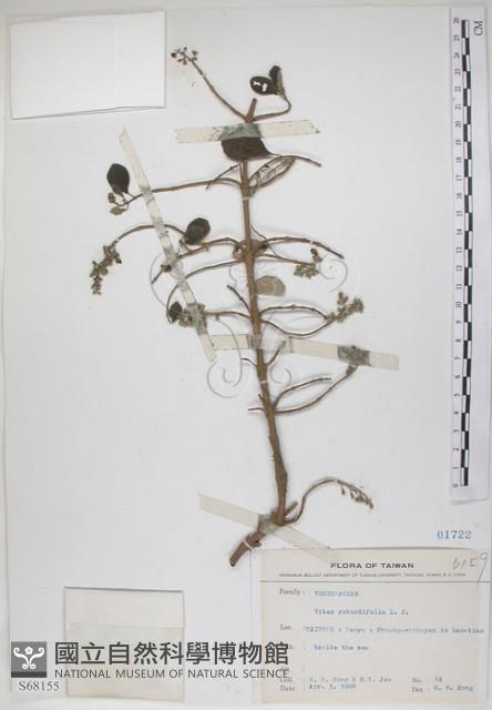 海埔姜藏品圖，第1張