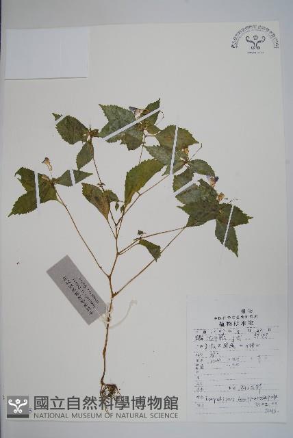 睫毛萼鳳仙花藏品圖，第1張