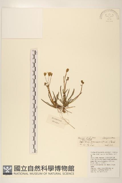 登錄號:S098355藏品圖，第1張