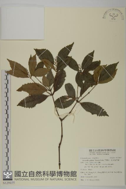 草珊瑚、紅果金粟蘭藏品圖，第1張